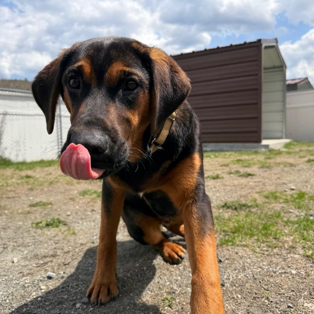 Enlarge Stetson, a Adoptable Bloodhound in Enfield, NH image 4/4