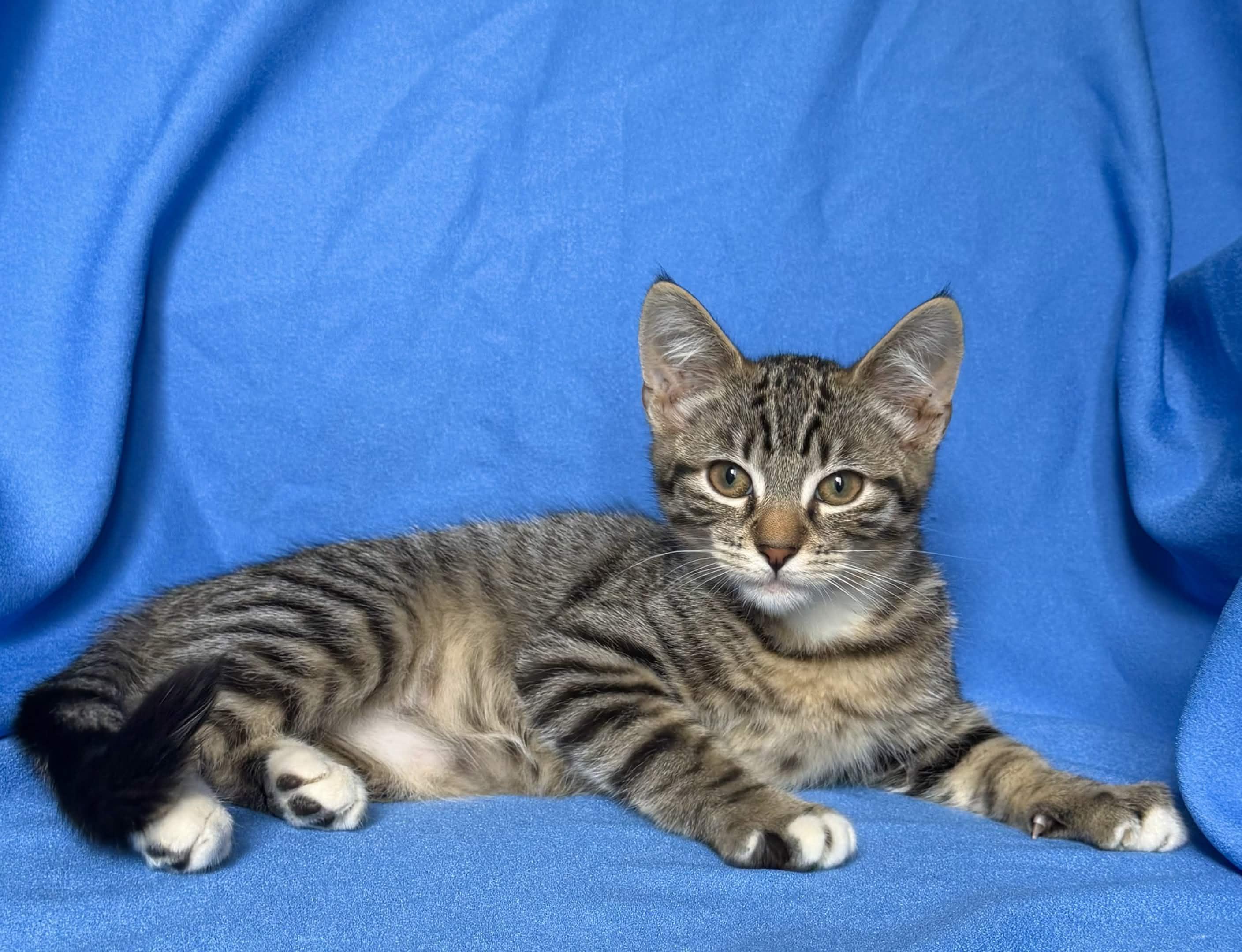 MOON, ADOPTABLE, Kitten Male Domestic Short Hair.
