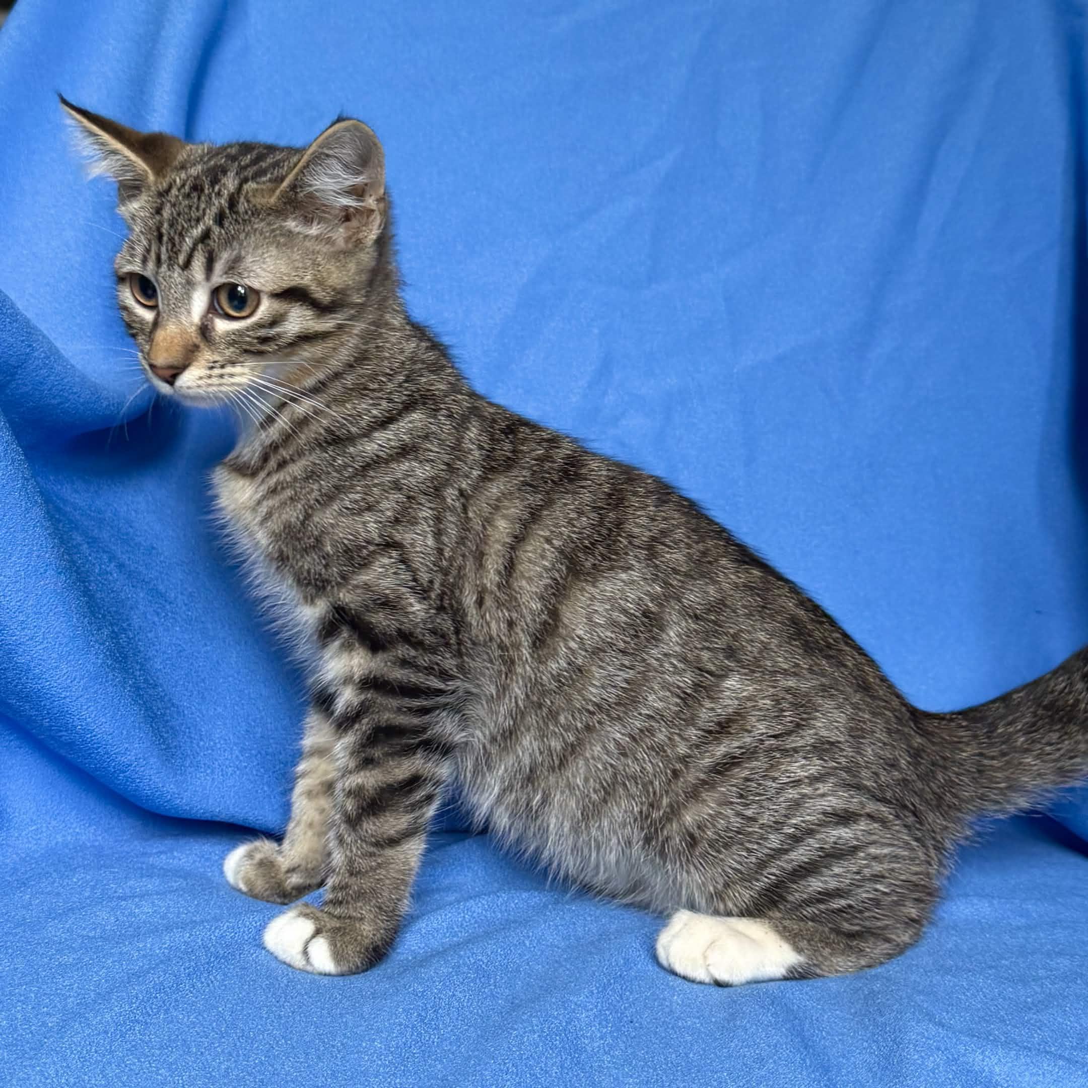 MOON, a ADOPTABLE Domestic Short Hair in Rowland Heights, CA image 2/4