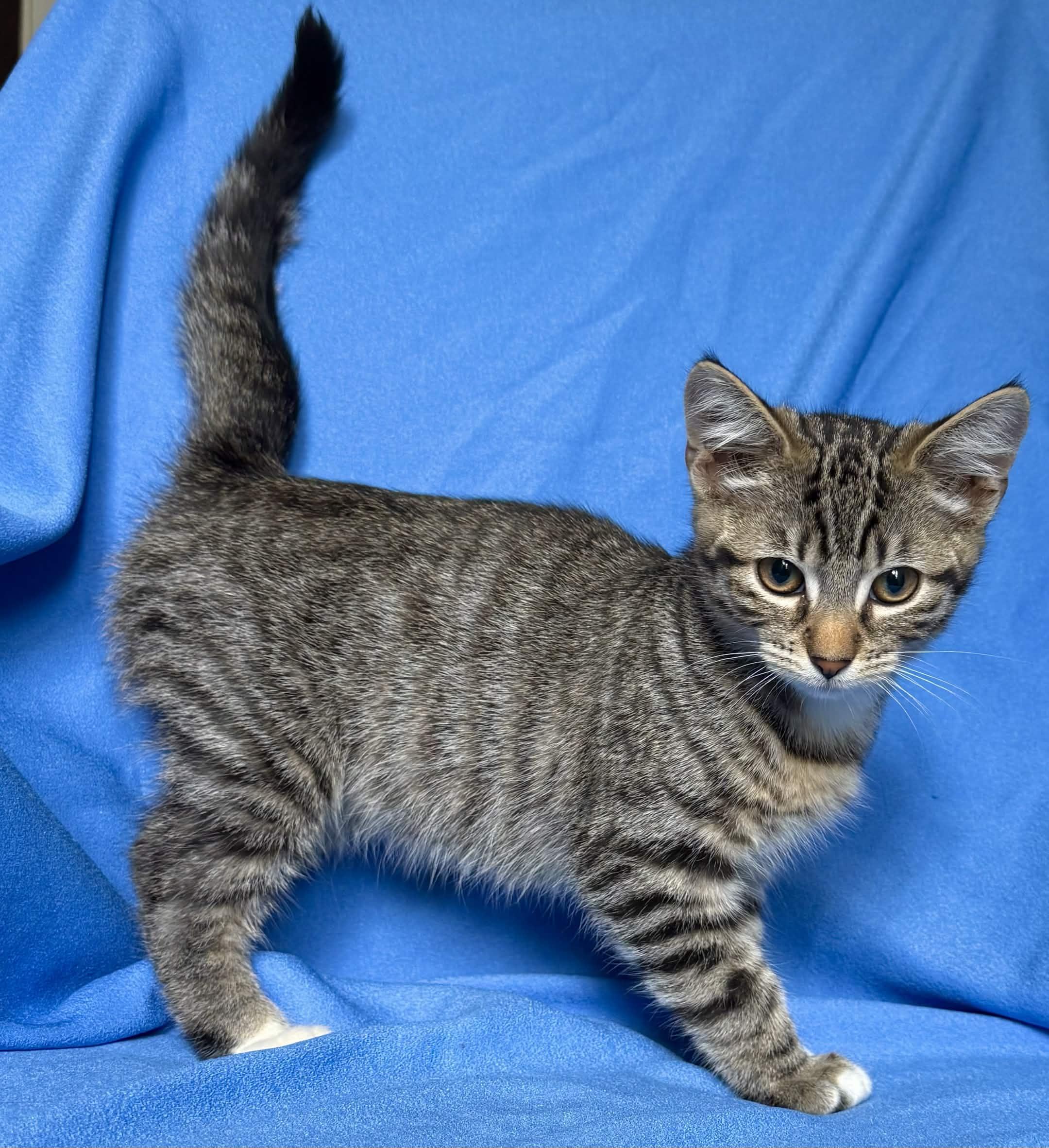 MOON, a ADOPTABLE Domestic Short Hair in Rowland Heights, CA image 3/4