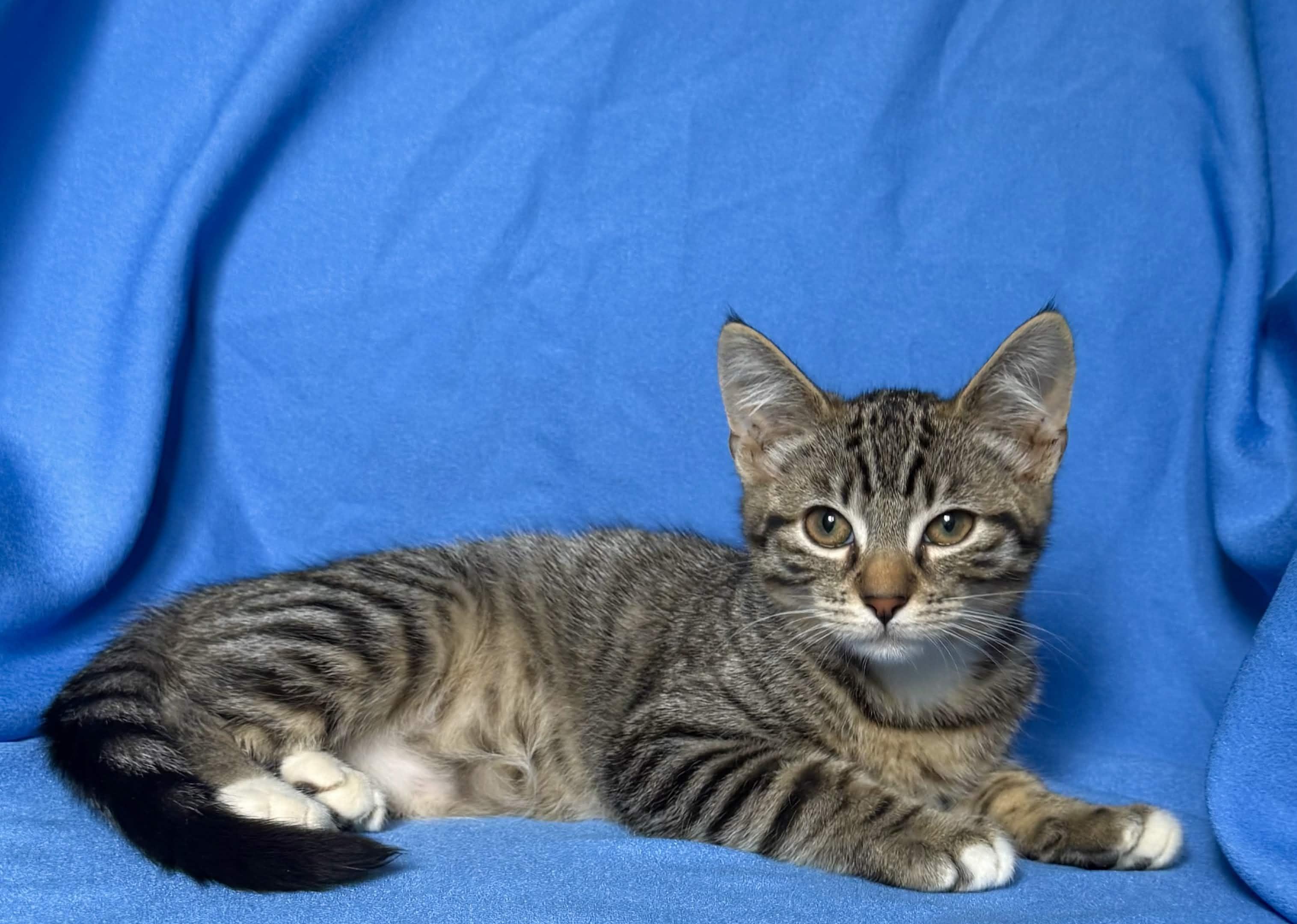 MOON, a ADOPTABLE Domestic Short Hair in Rowland Heights, CA image 4/4