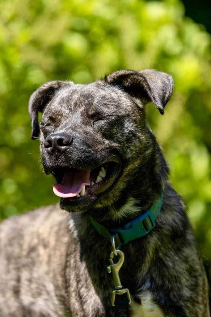 Bear, Adoptable, Adult Male American Staffordshire Terrier.