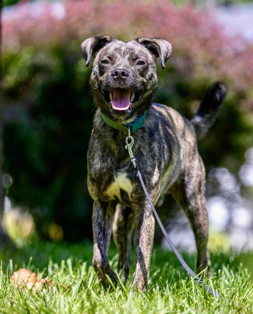 Bear, Adoptable, Adult Male American Staffordshire Terrier.