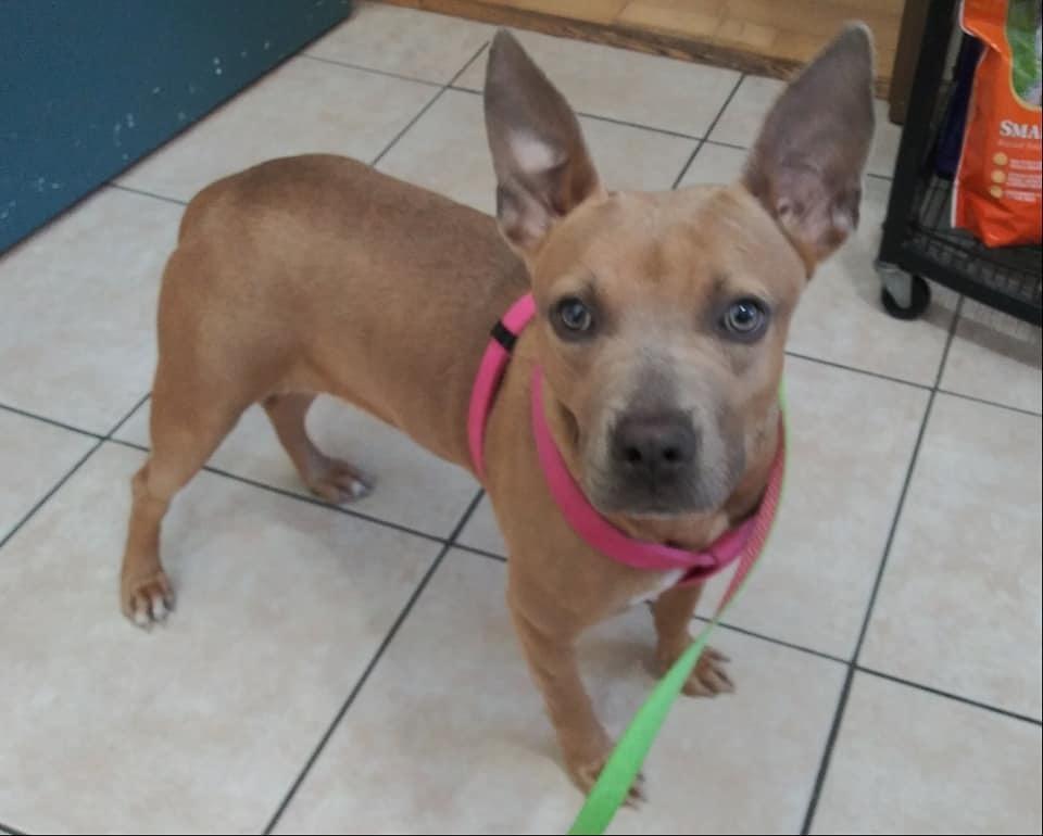 Petunia, Adopted, Young Female Labrador Retriever & American Bulldog.