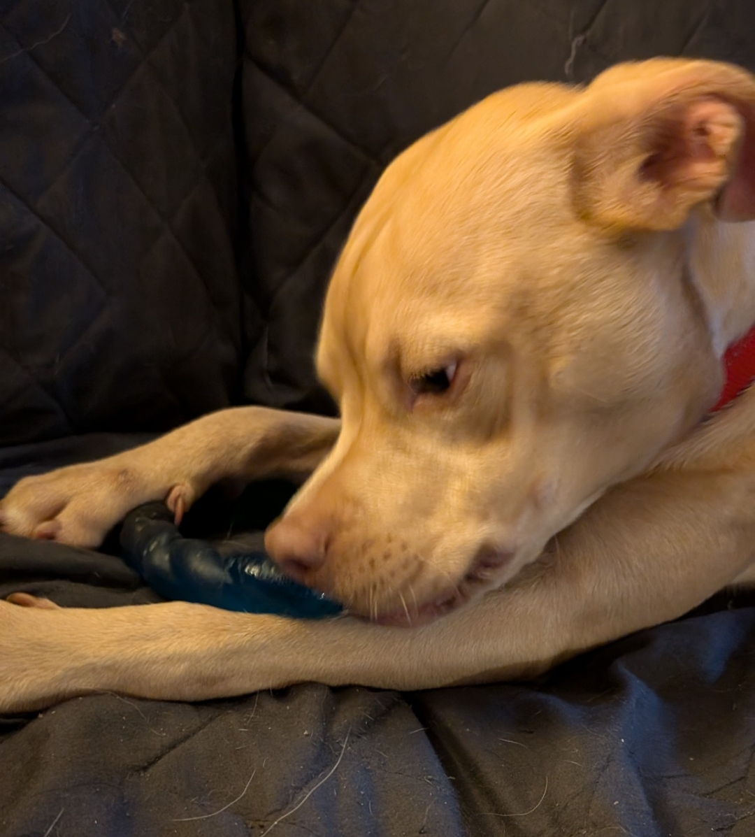 Enlarge Chuck, a Adoptable mixed breed in Lacona, NY image 4/5