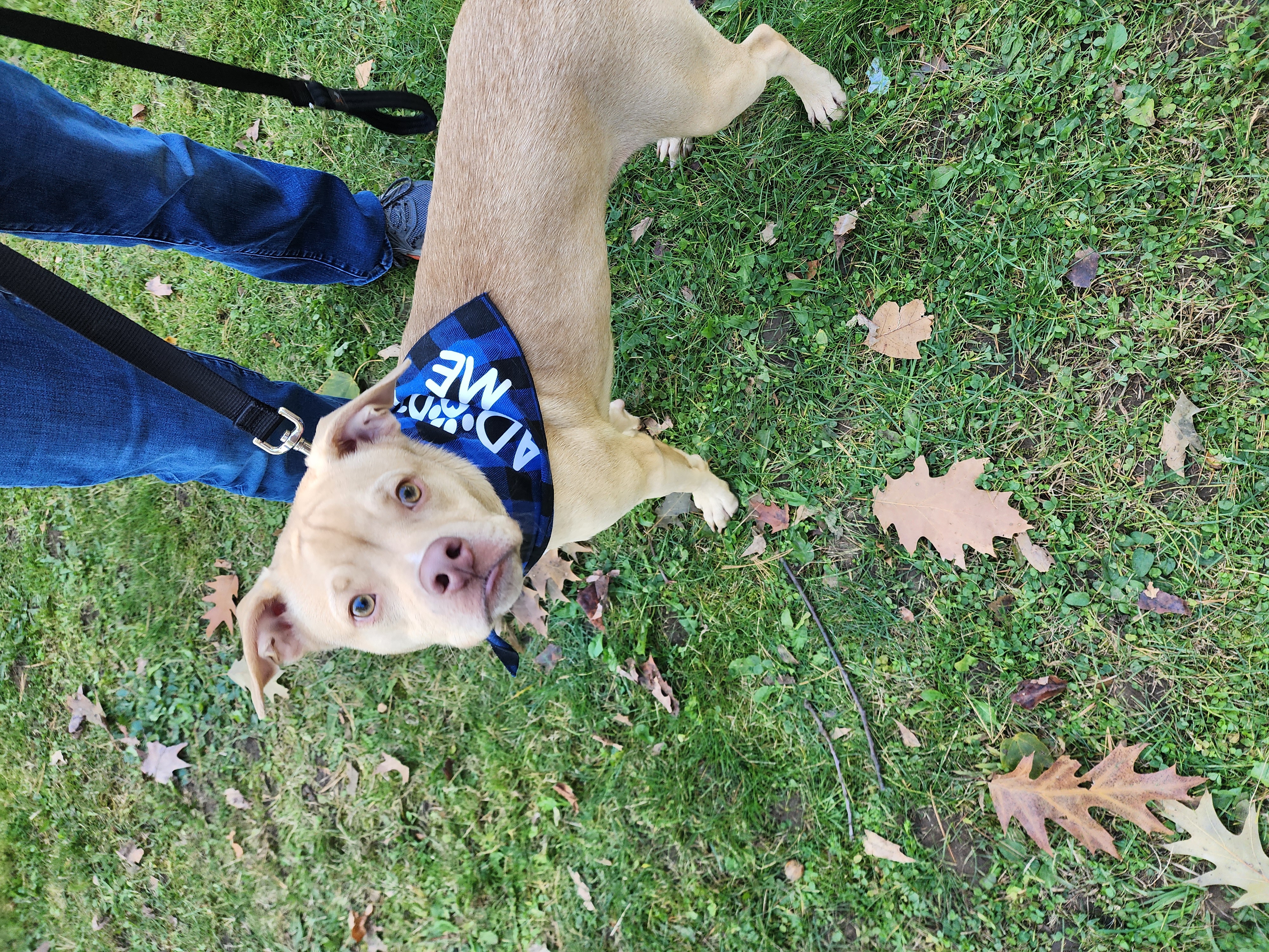 Enlarge Chuck, a Adoptable mixed breed in Lacona, NY image 1/5