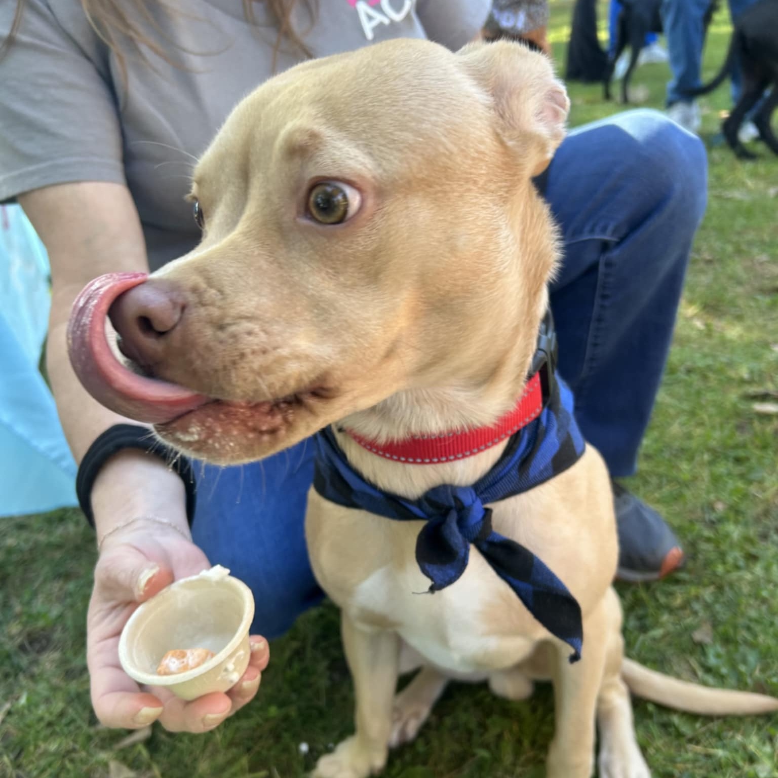 Enlarge Chuck, a Adoptable mixed breed in Lacona, NY image 2/5