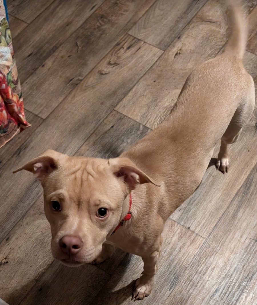 Enlarge Chuck, a Adoptable mixed breed in Lacona, NY image 5/5