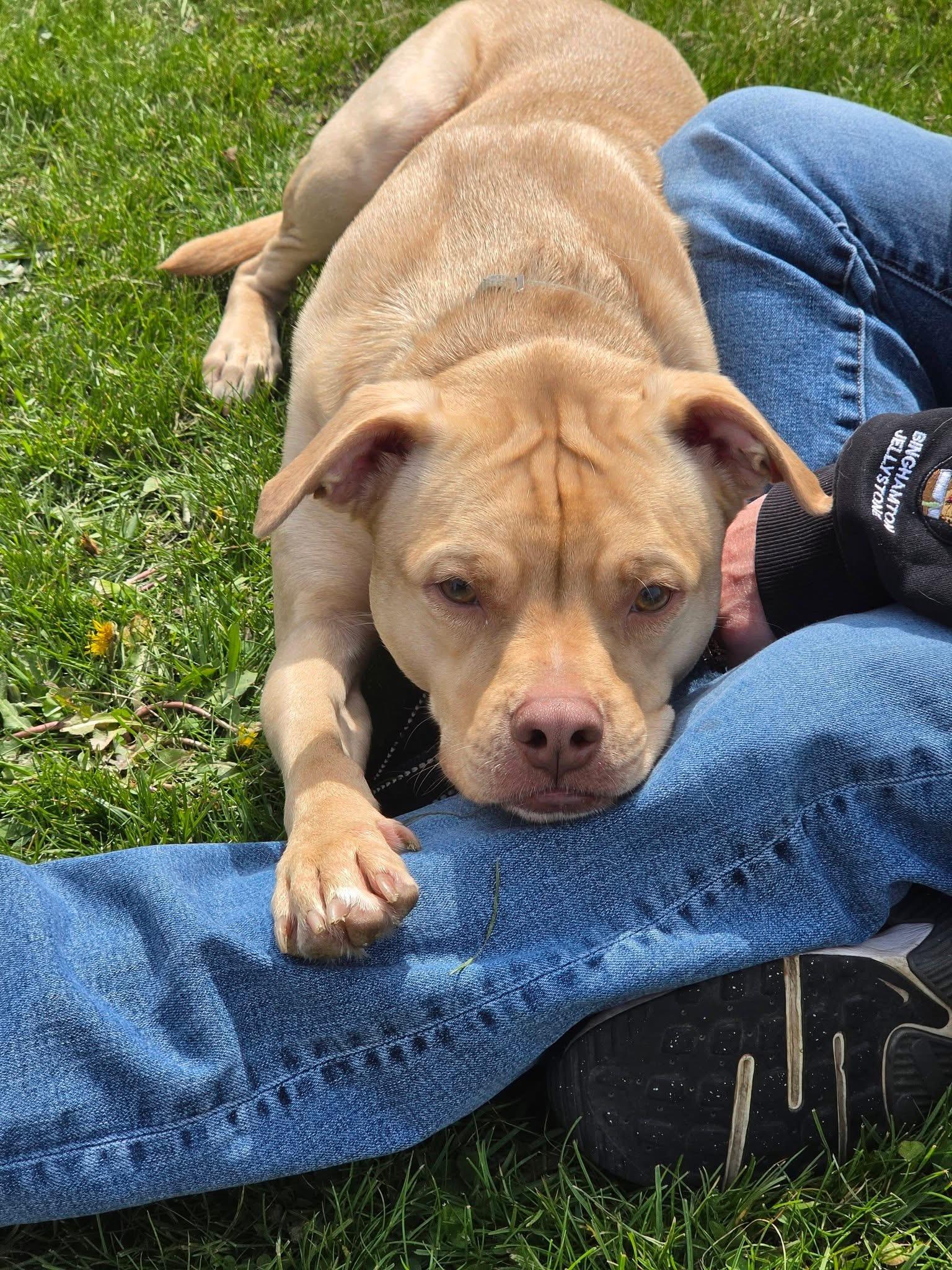 Chuck, adoptable, Young Male Terrier.