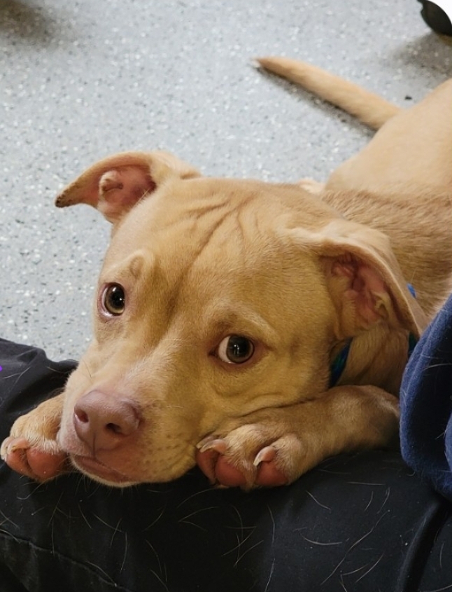 Enlarge Chuck, a Adoptable mixed breed in Lacona, NY image 3/5