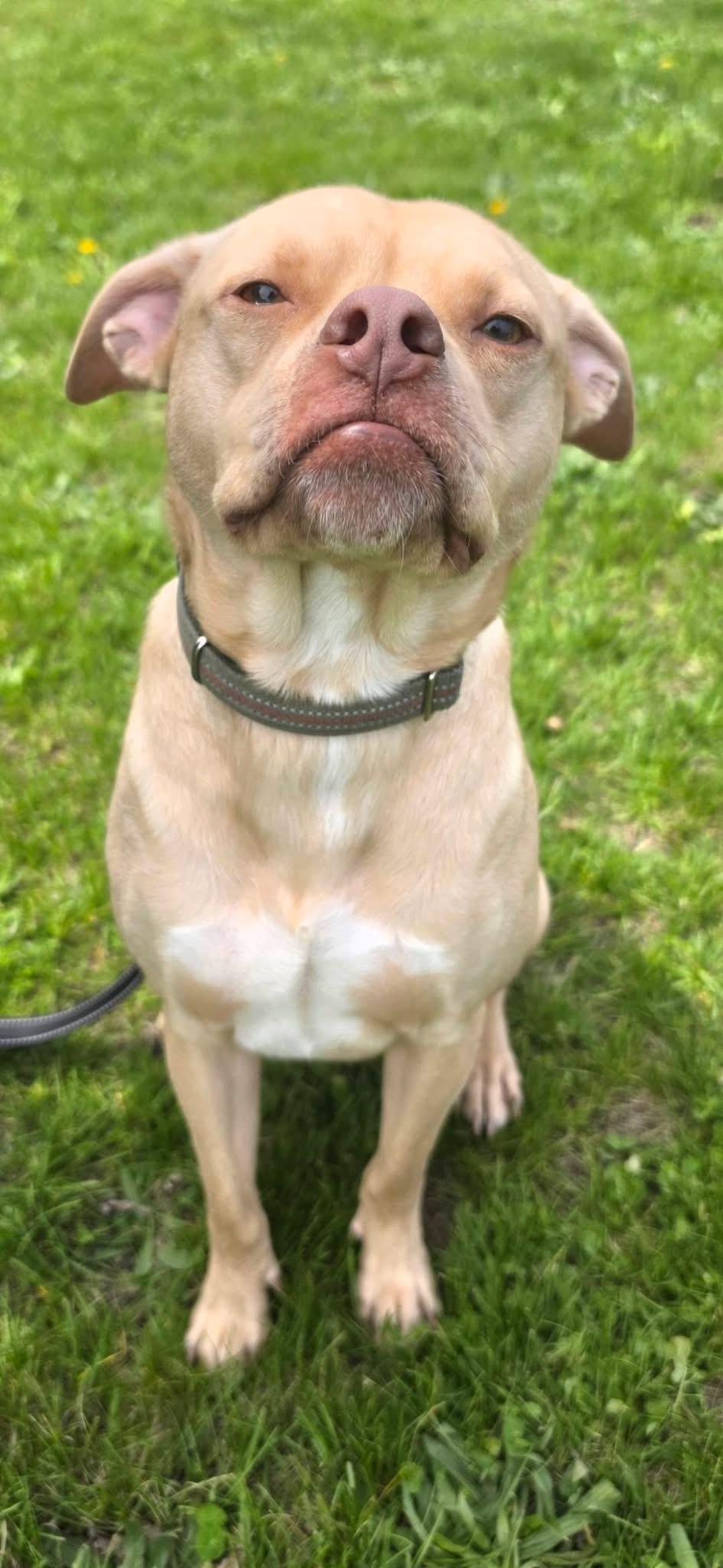 Enlarge Chuck, an adoptable mixed breed in Lacona, NY image 6/6