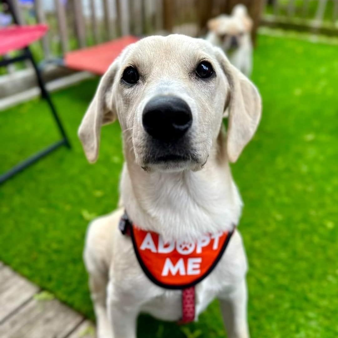 Dog for adoption Charlie, a Hound & Golden Retriever Mix in Lacona