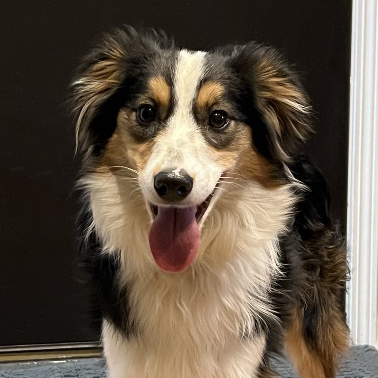 ELVIS
