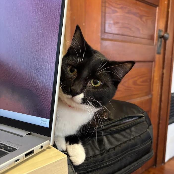 Enlarge Squidward, a Adoptable Domestic Short Hair in Madison, WI image 1/4