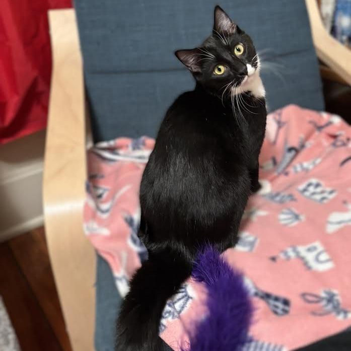 Enlarge Squidward, a Adoptable Domestic Short Hair in Madison, WI image 2/4