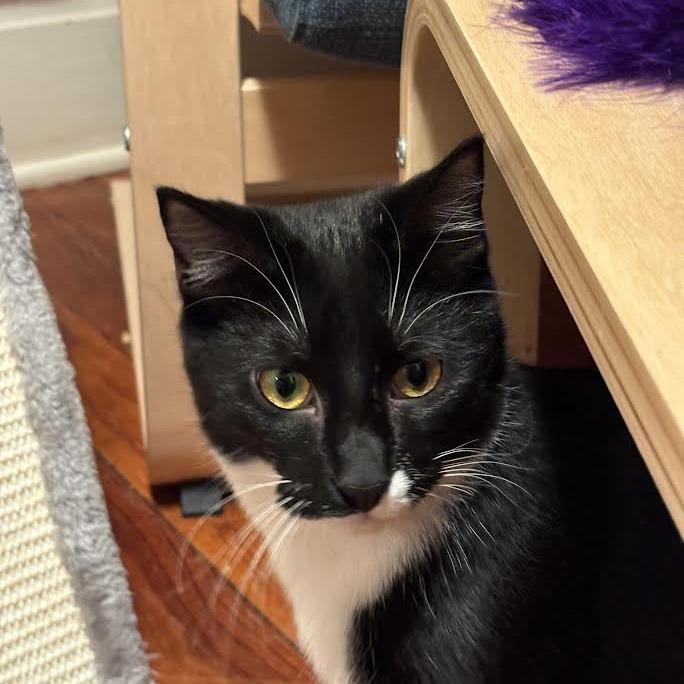 Enlarge Squidward, a Adoptable Domestic Short Hair in Madison, WI image 3/4