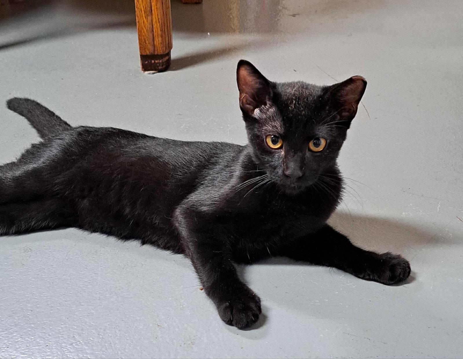 Jojo, Adoptable, Young Male Domestic Short Hair.