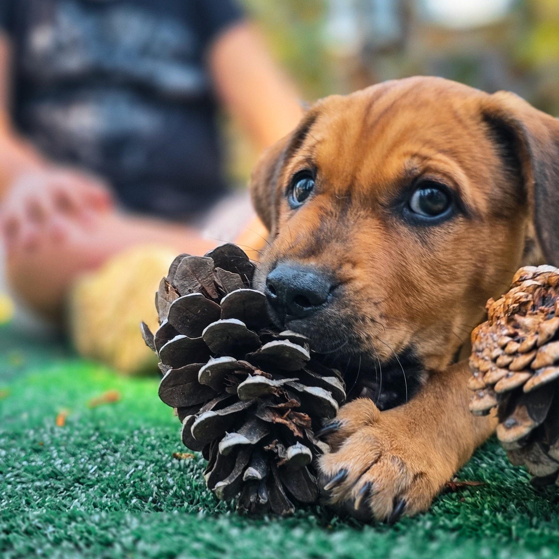 Atlas, an adopted mixed breed in Grass Valley, CA image 1/2