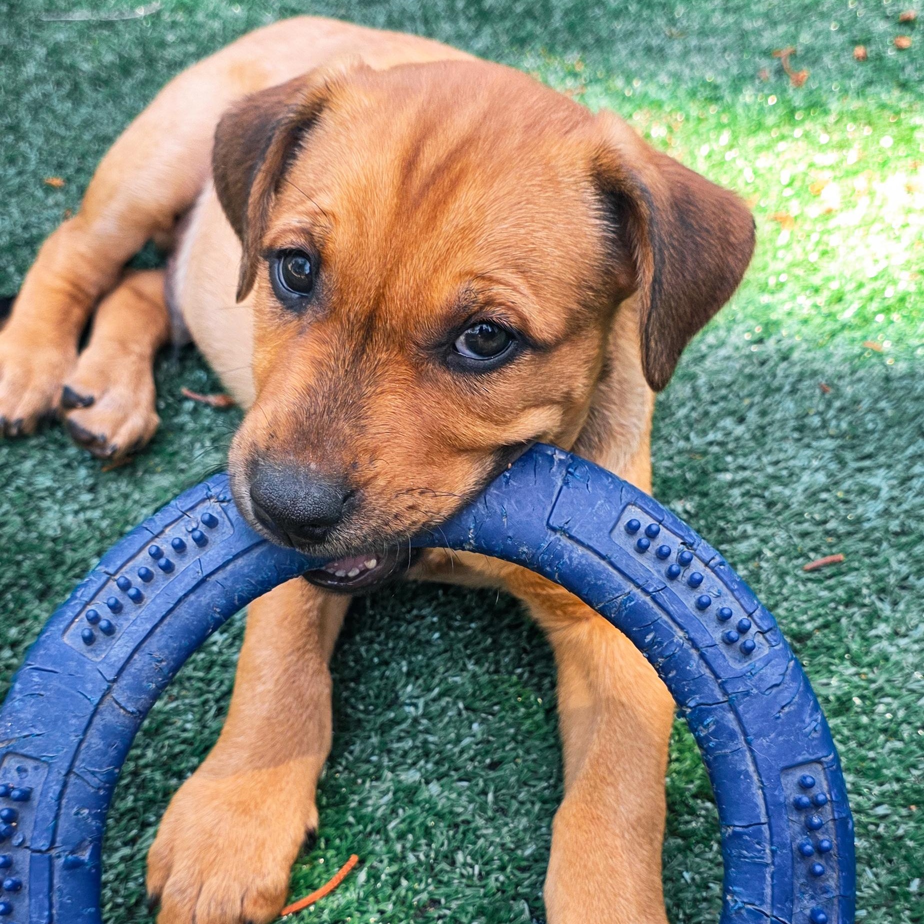 Atlas, an adopted mixed breed in Grass Valley, CA image 2/2