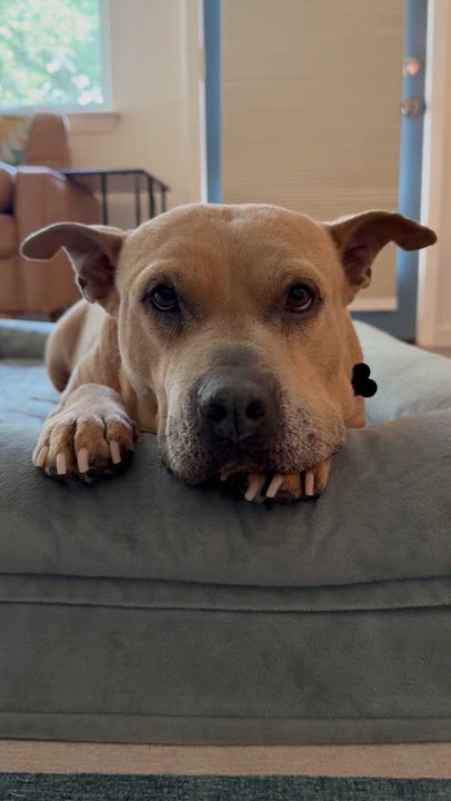 Enlarge Moose, a Adoptable mixed breed in Austin, TX video 6/6