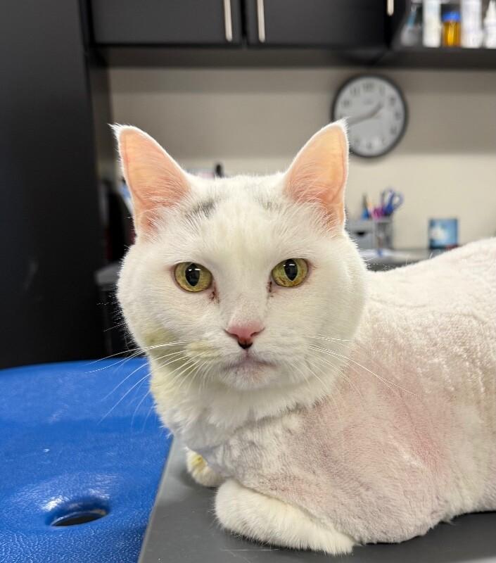 Tina, Adoptable, Adult Female Domestic Short Hair & Domestic Short Hair.