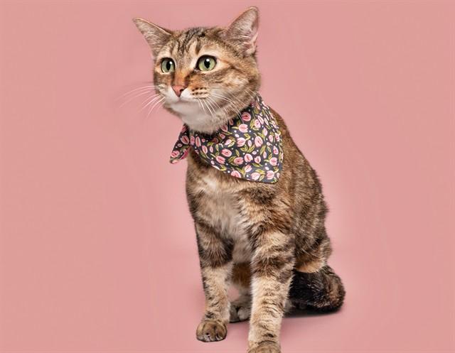 Enlarge SADIE, a Adoptable Domestic Short Hair in Saint Louis, MO image 1/1