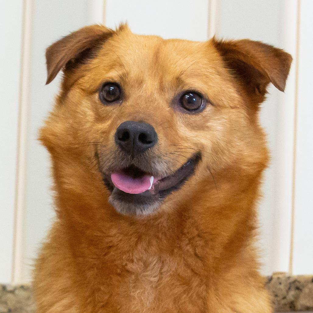Chong, Adoptable, Adult Male Mixed Breed.