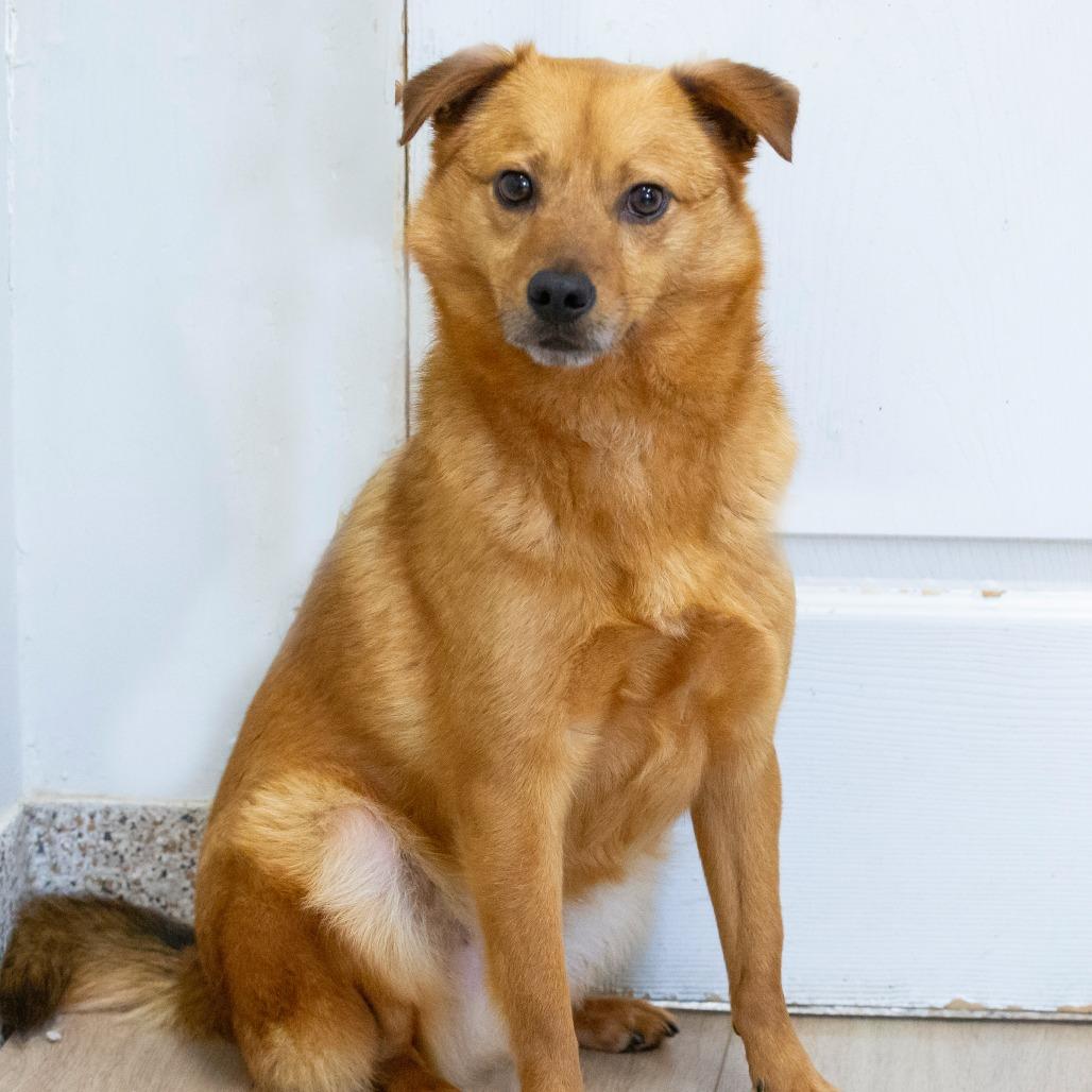 Enlarge Chong, a Adoptable Mixed Breed in Cartersville, GA image 2/5