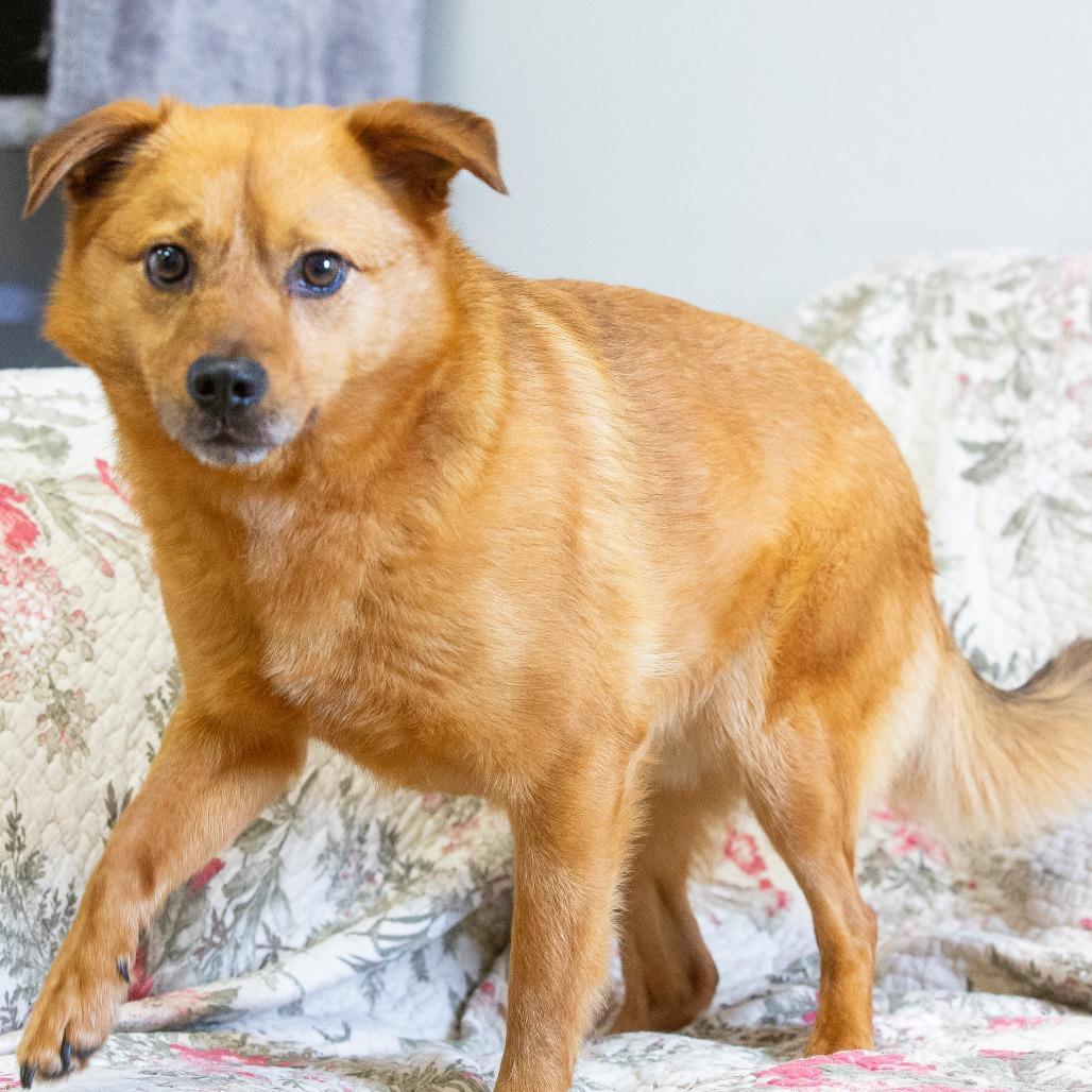 Enlarge Chong, a Adoptable Mixed Breed in Cartersville, GA image 3/5