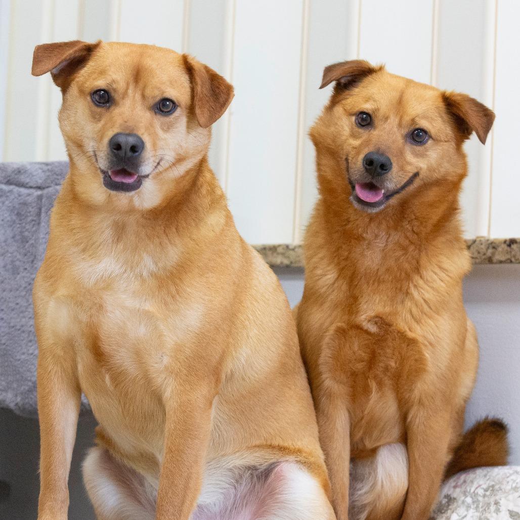 Enlarge Chong, a Adoptable Mixed Breed in Cartersville, GA image 4/5