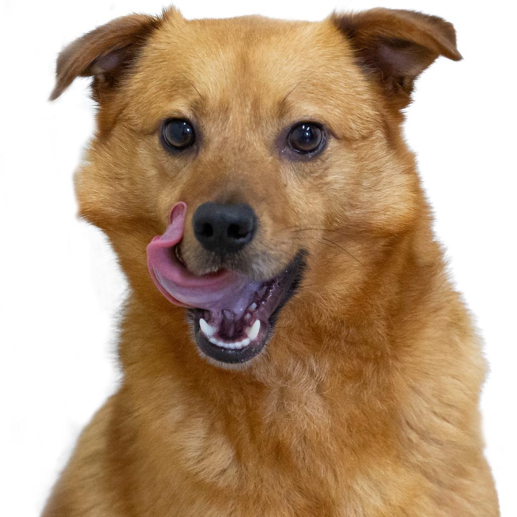 Enlarge Chong, a Adoptable Mixed Breed in Cartersville, GA image 5/5
