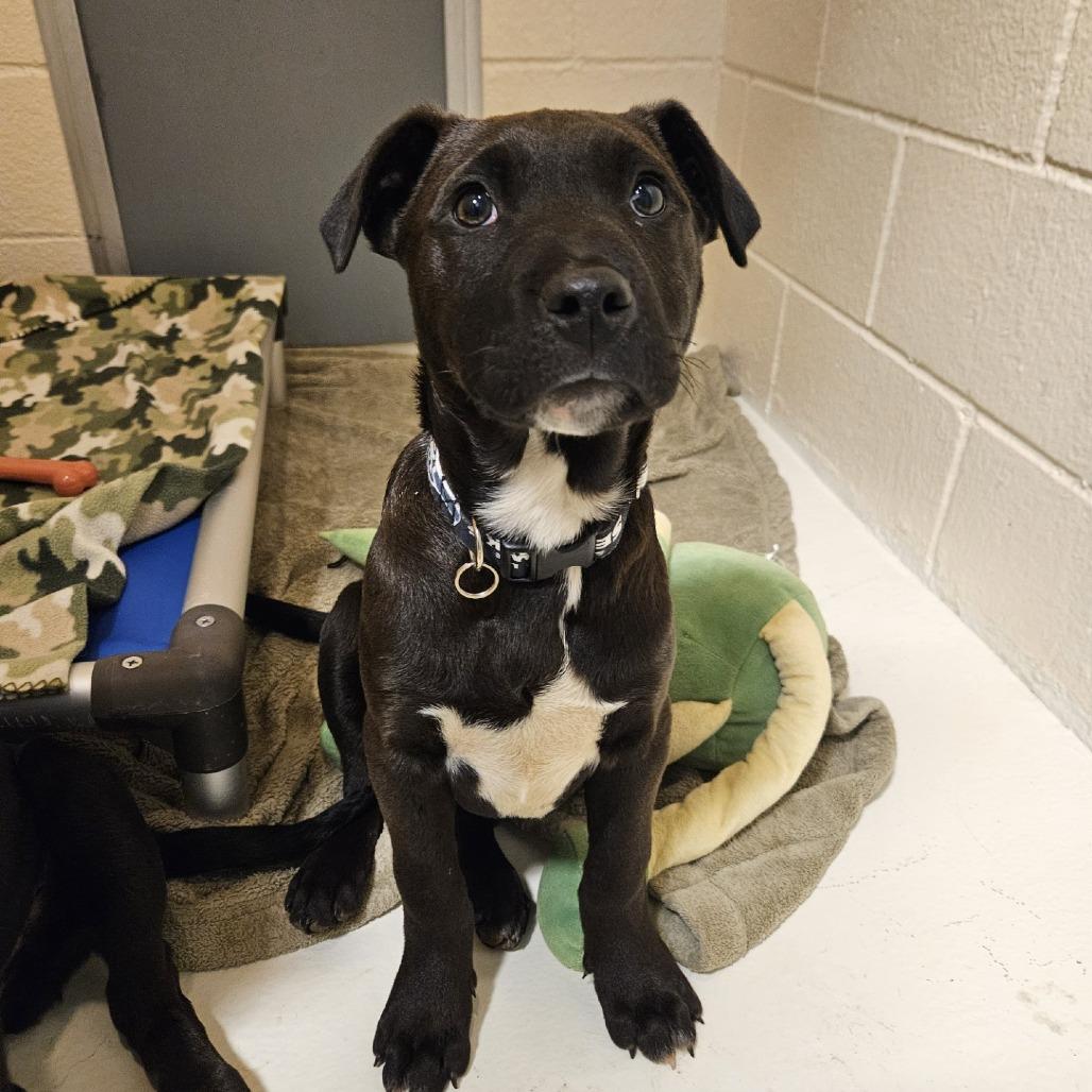 Clover, Adoptable, Puppy Male Pit Bull Terrier.