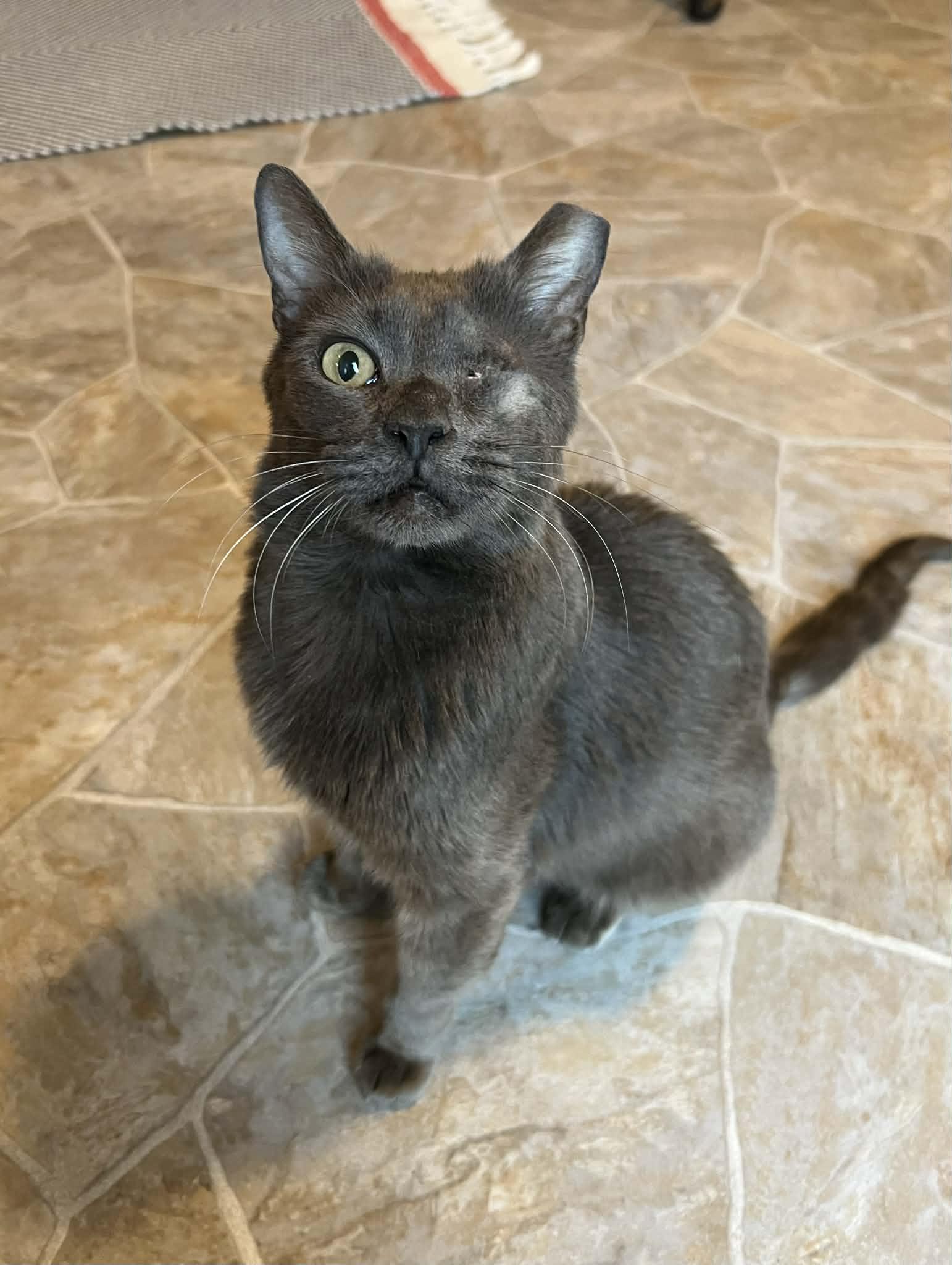 Enlarge Buckey, a ADOPTABLE Domestic Short Hair in BURNABY, BC image 1/1