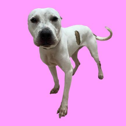 Enlarge Marshmellow, a Adoptable mixed breed in Tuscaloosa, AL image 1/1