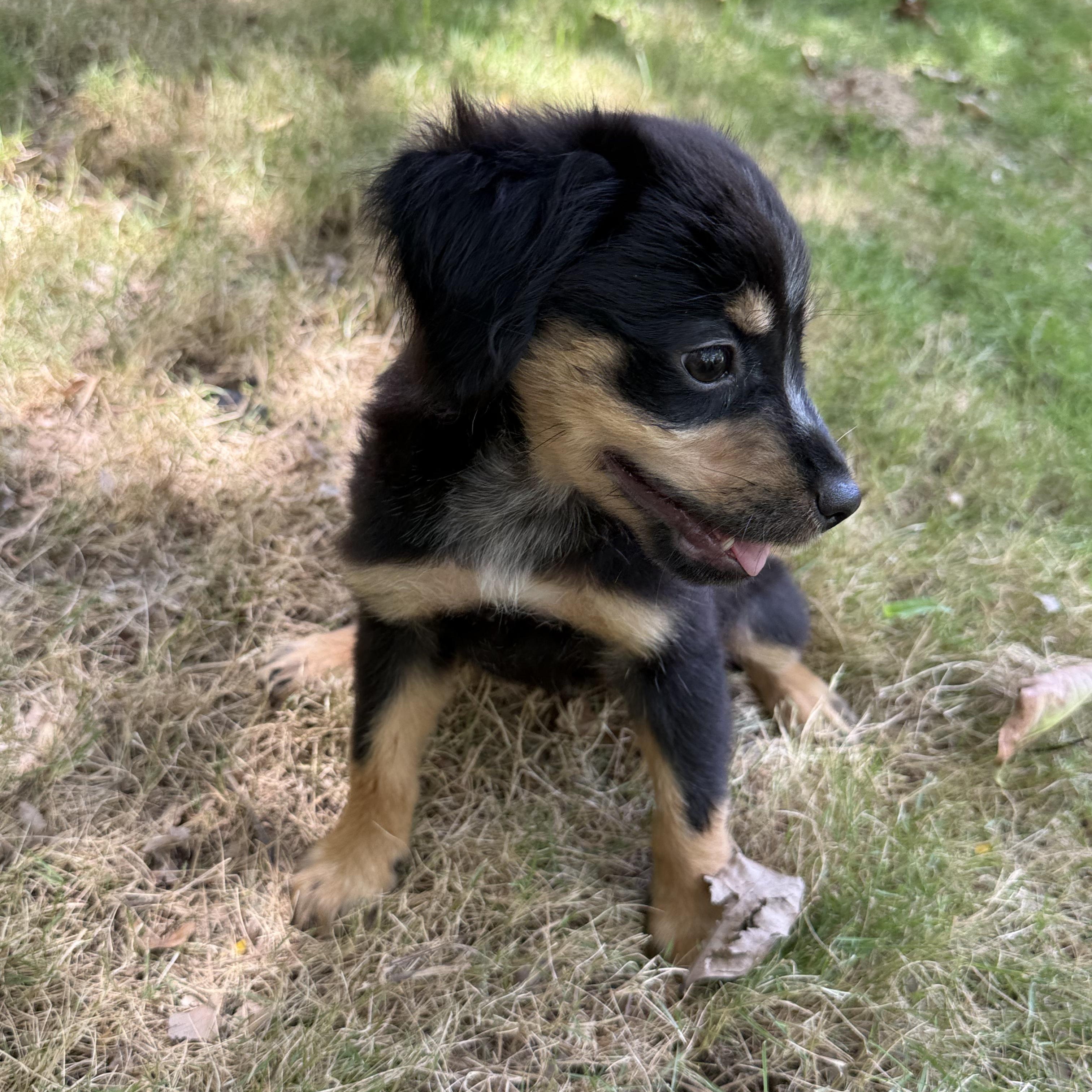 Enlarge Cinder, a Adoptable Mixed Breed in Portland, ME image 5/6