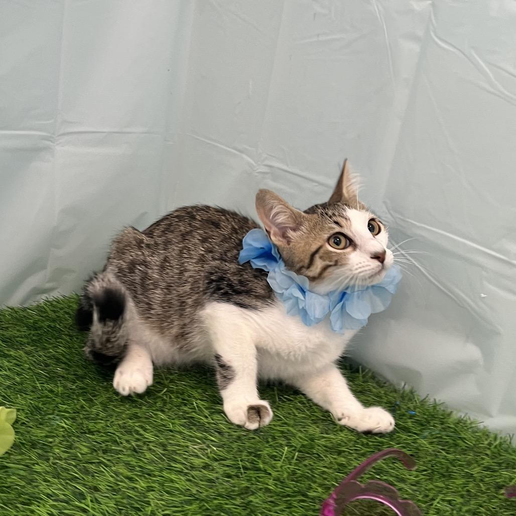 Rocket, Adoptable, Young Male Domestic Short Hair.