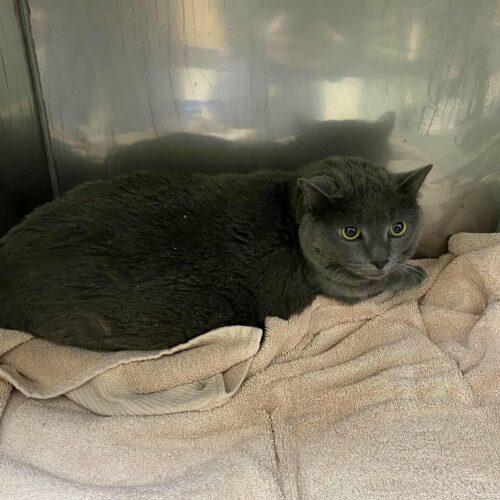 Capri, Adoptable, Adult Female Russian Blue.