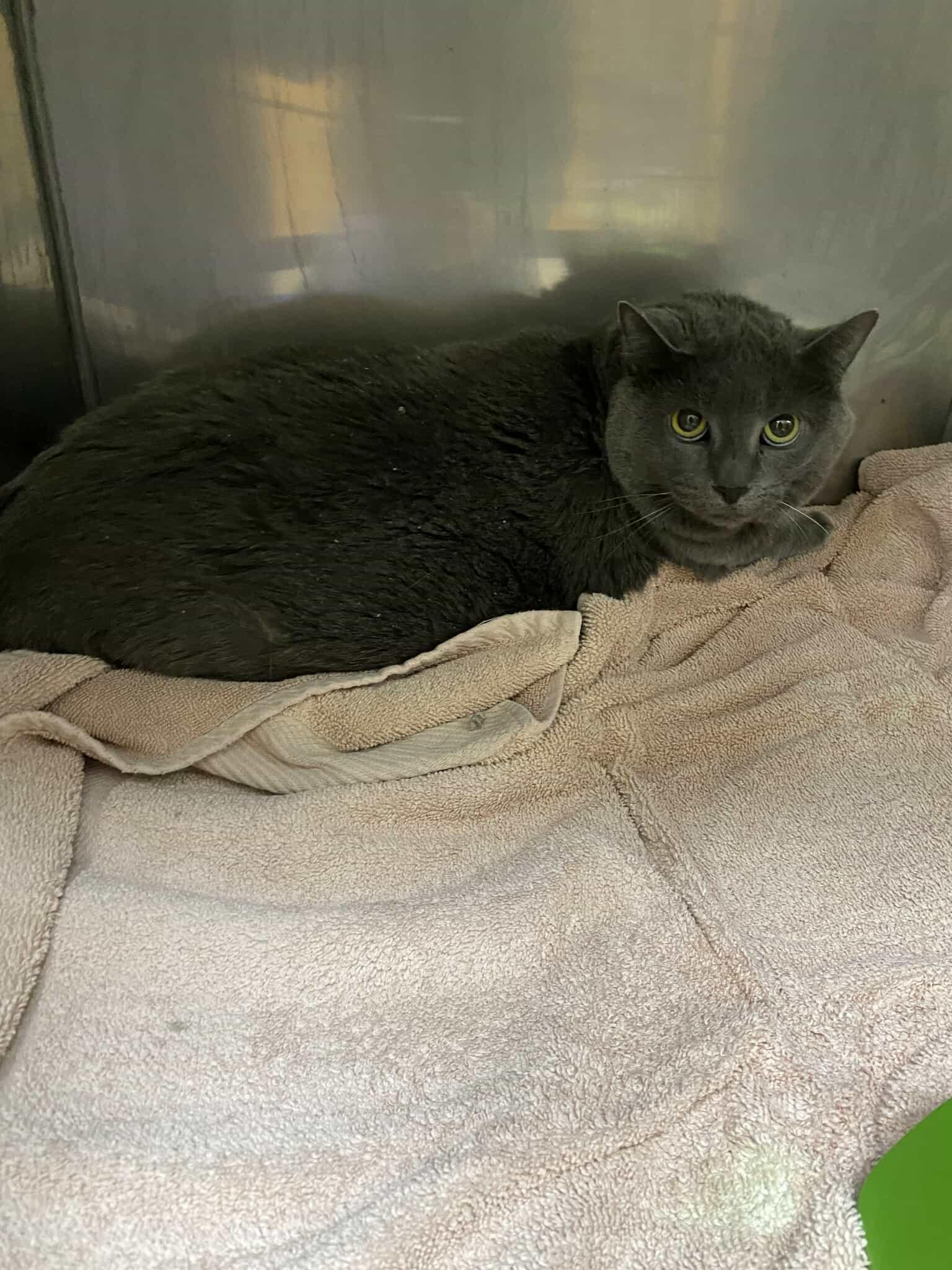 Enlarge Capri, a Adoptable Russian Blue in Toronto, ON image 2/2