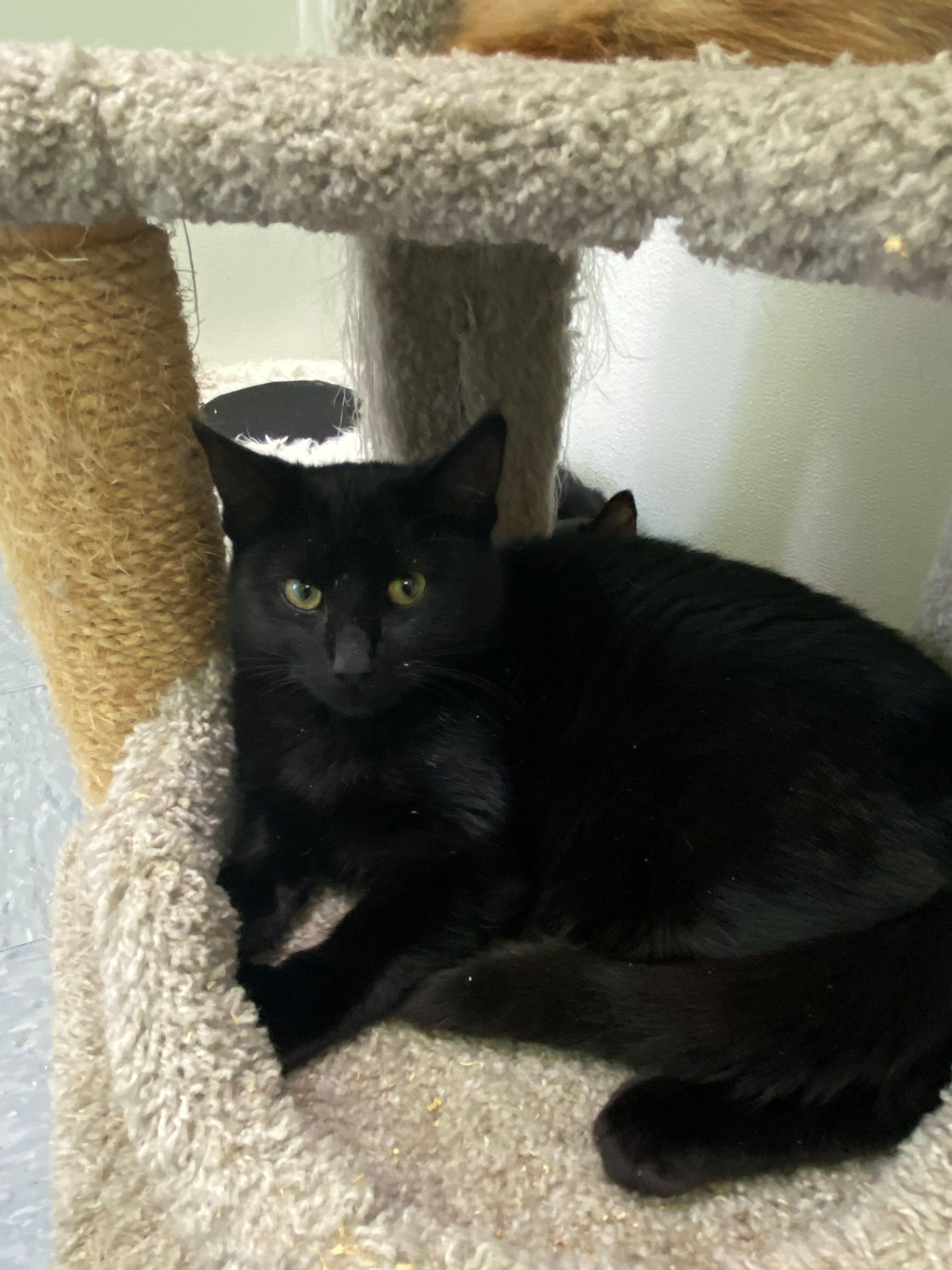 Bob Pancakes, a Adoptable Domestic Short Hair in Peru, IN image 1/3