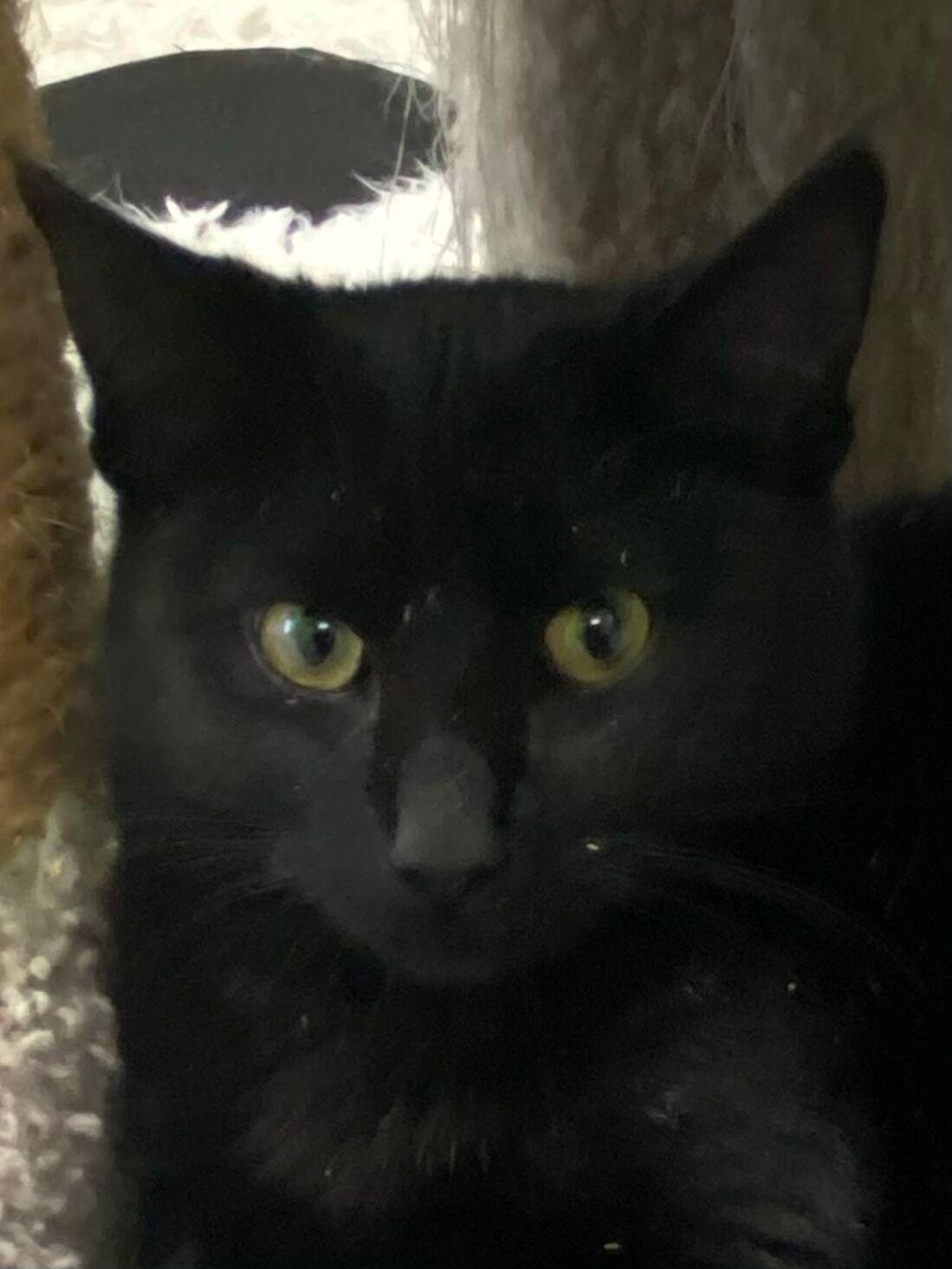 Bob Pancakes, a Adoptable Domestic Short Hair in Peru, IN image 2/3