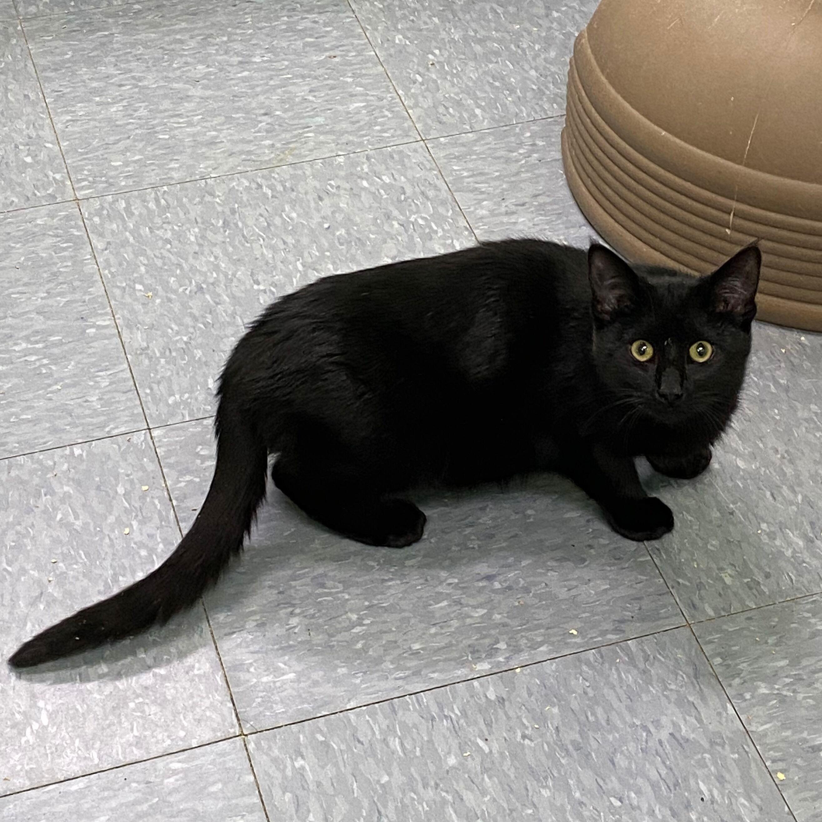 Bob Pancakes, a Adoptable Domestic Short Hair in Peru, IN image 3/3