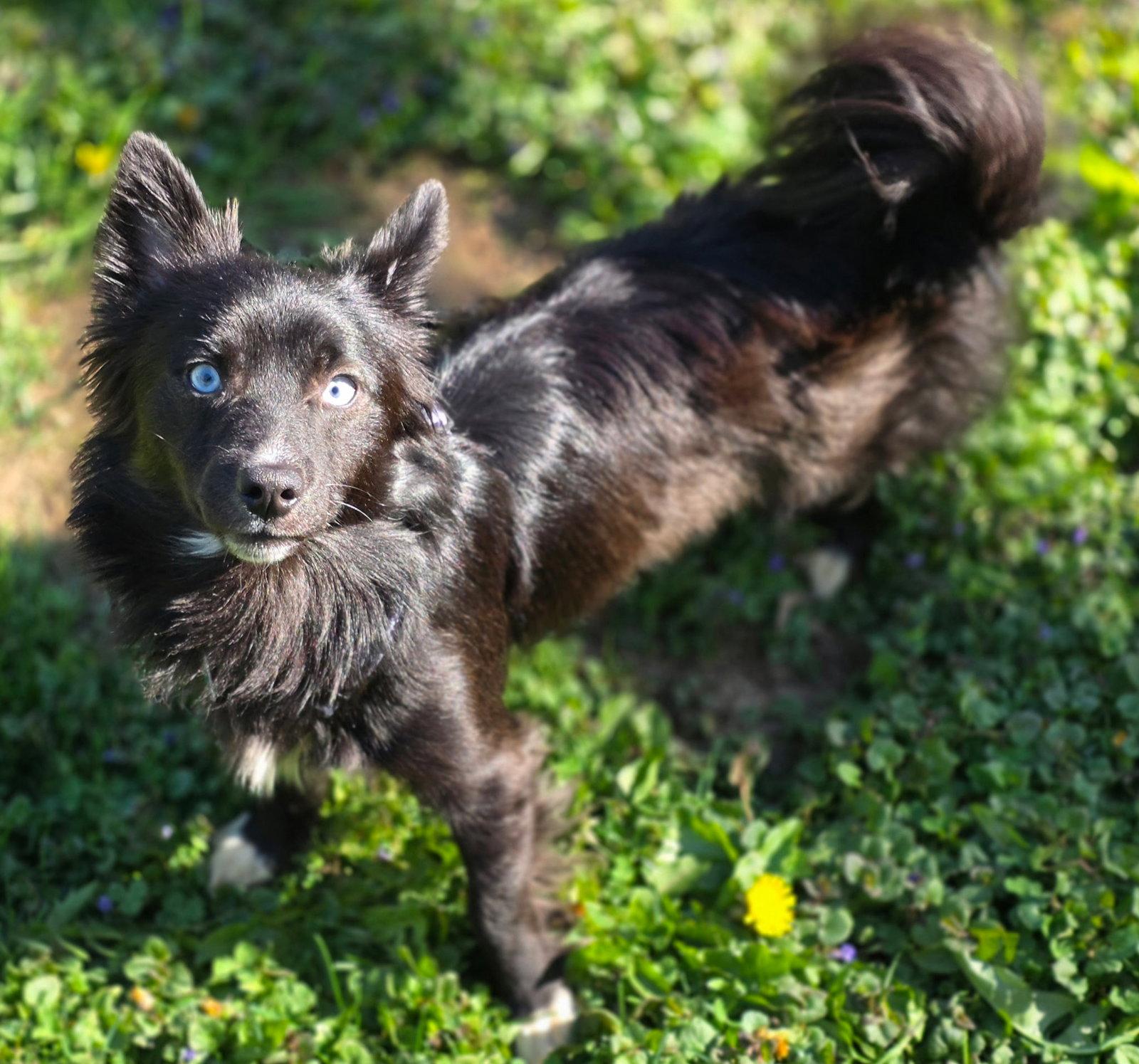 Noah, a Adoptable mixed breed in Oxford, MI image 1/3