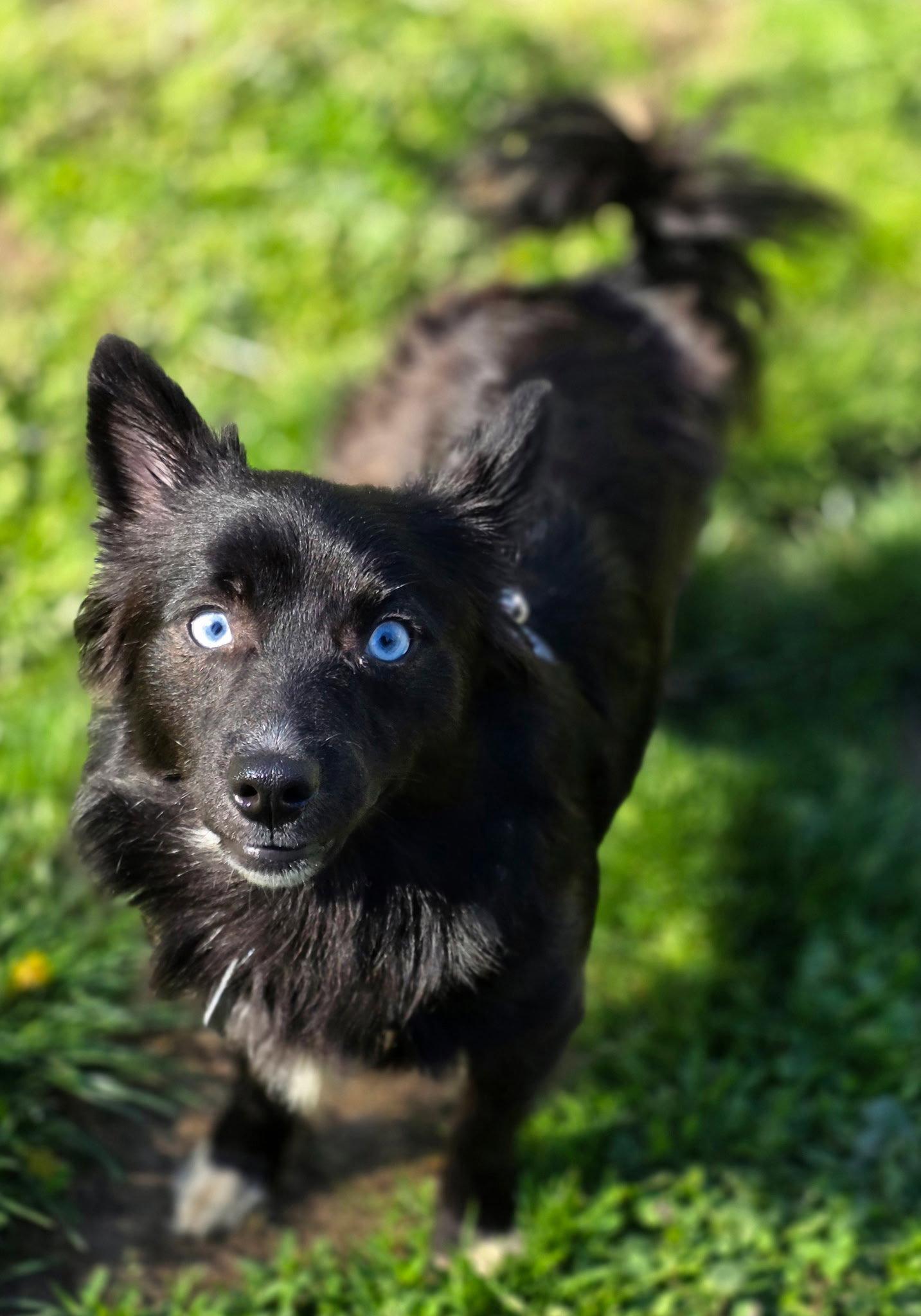 Noah, a Adoptable mixed breed in Oxford, MI image 2/3
