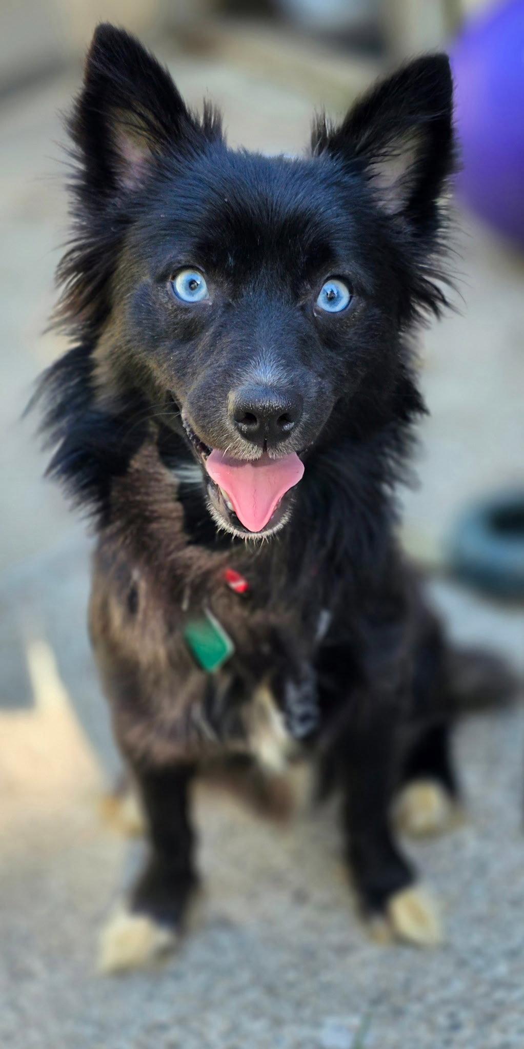 Noah, a Adoptable mixed breed in Oxford, MI image 3/3