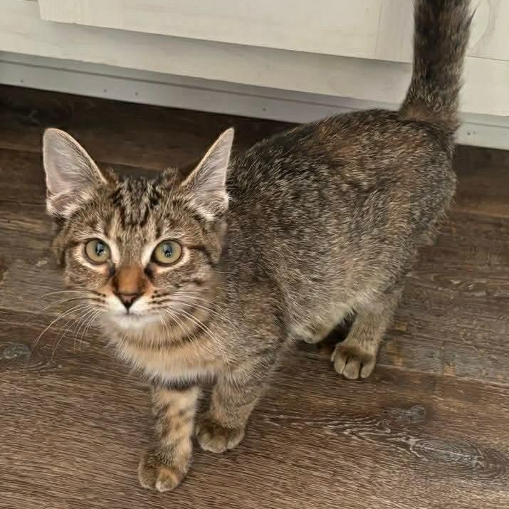 Marilyn, ADOPTABLE, Kitten Female Domestic Short Hair.
