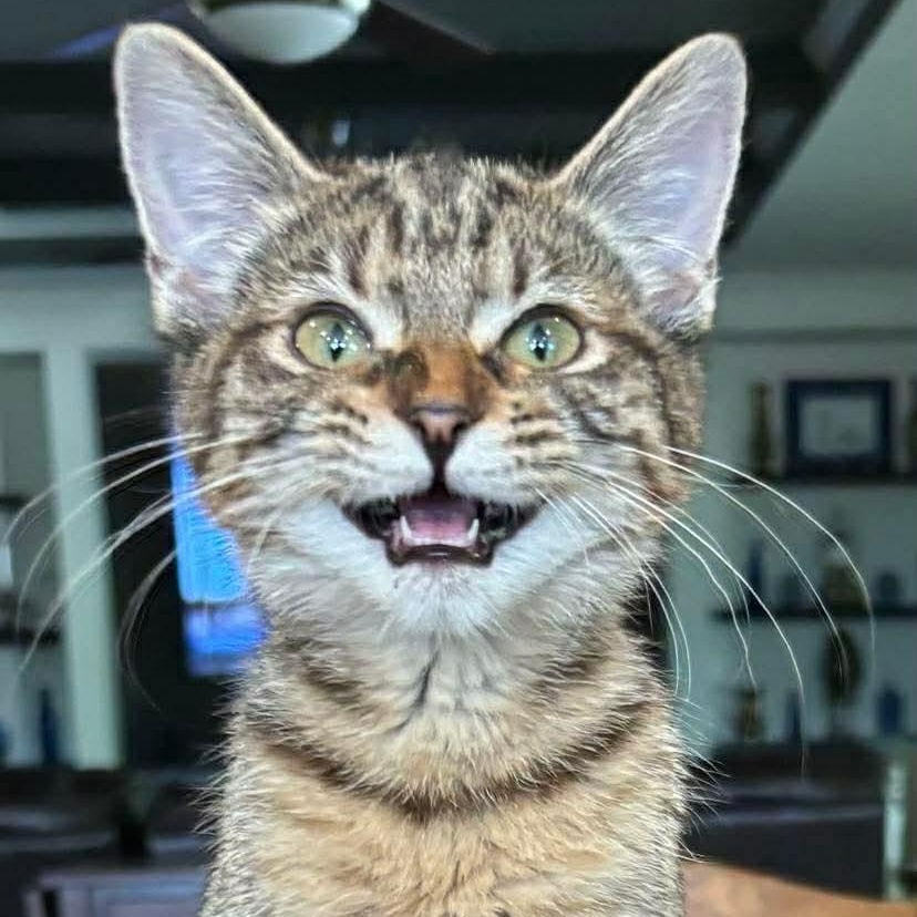 Marilyn, a ADOPTABLE Domestic Short Hair in Memphis, TN image 4/4