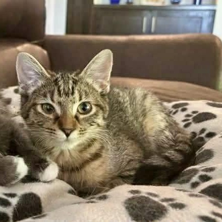 Marilyn, a ADOPTABLE Domestic Short Hair in Memphis, TN image 3/4