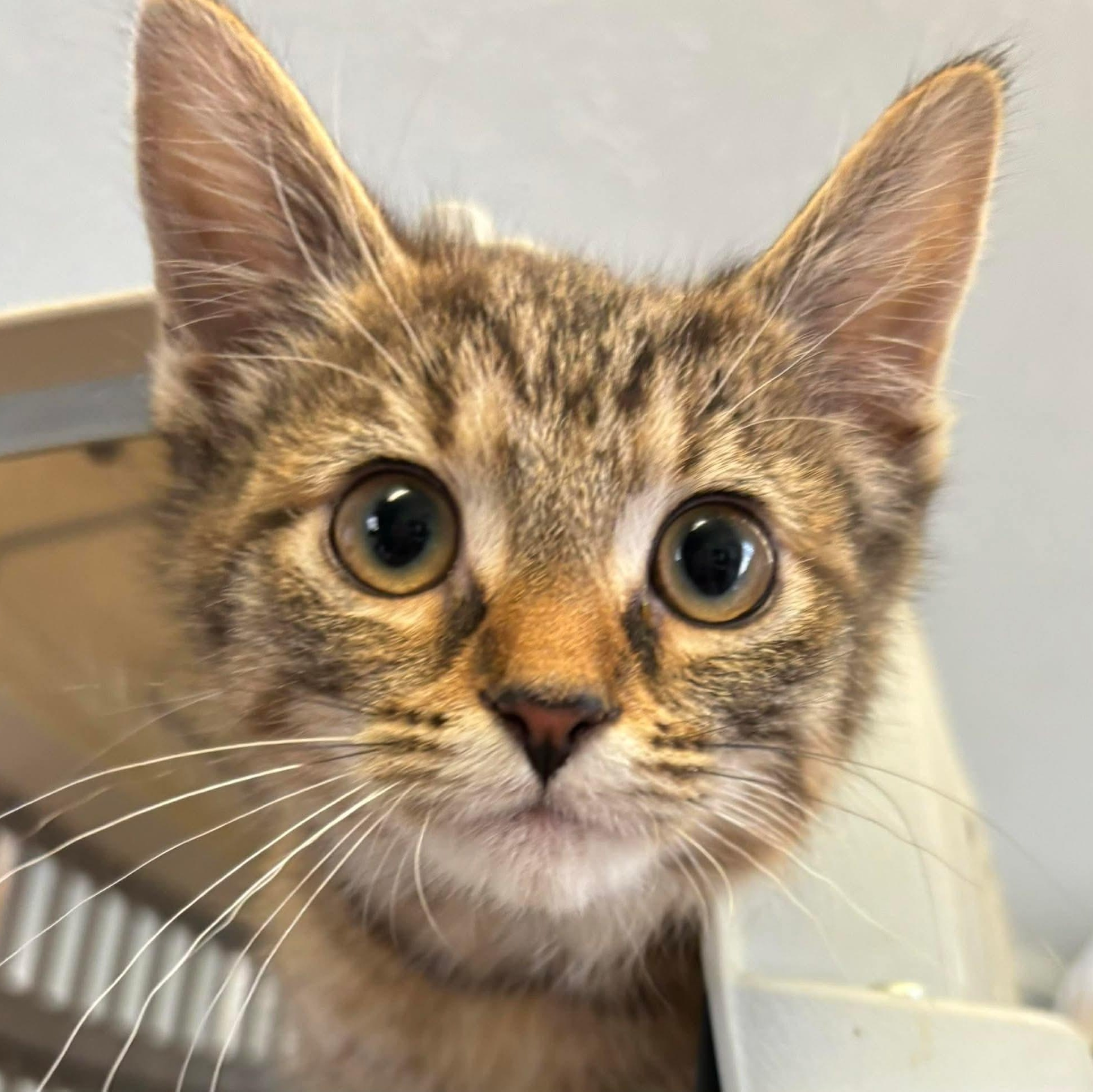 Marilyn, a ADOPTABLE Domestic Short Hair in Memphis, TN image 2/4