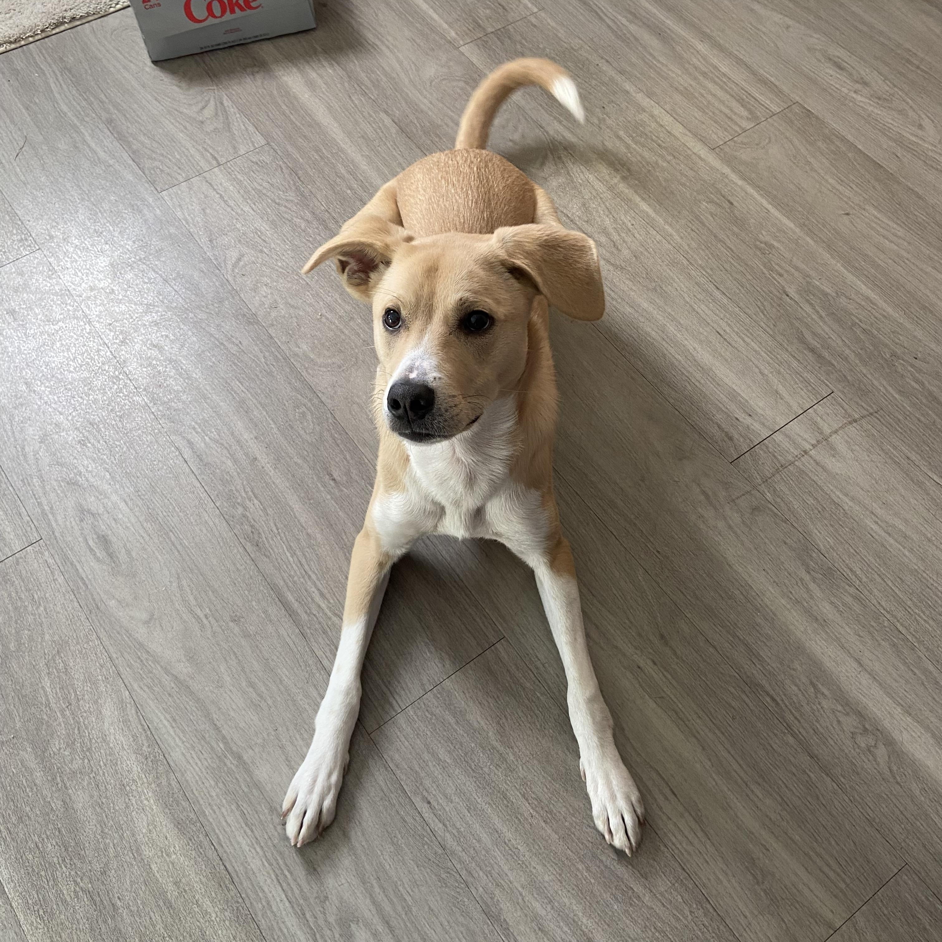 Enlarge Mary Jane, a ADOPTABLE mixed breed in Statesboro, GA image 2/2