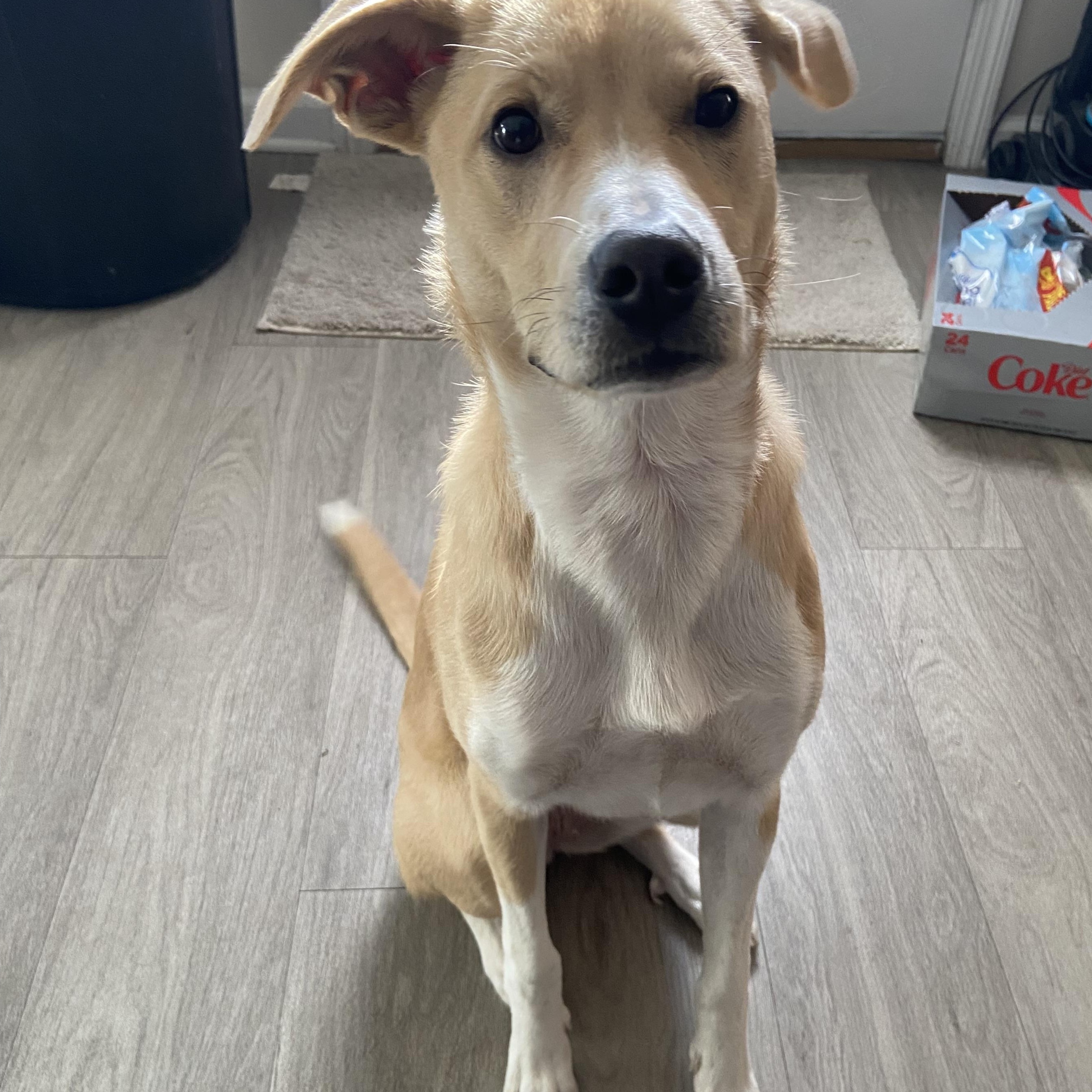 Enlarge Mary Jane, a ADOPTABLE mixed breed in Statesboro, GA image 1/2